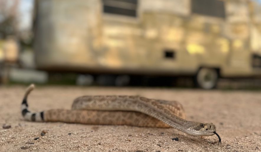 In this undated photo shows Brian the rattlesnake, which is used to train dogs to avoid dangerous vipers, in Tucson, Ariz. (J.J. Belcher via AP)