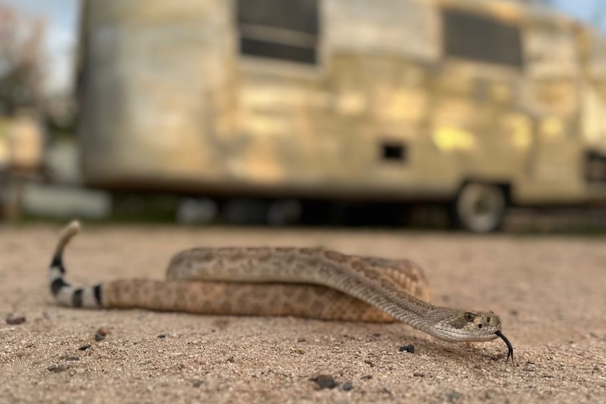 In this undated photo shows Brian the rattlesnake, which is used to train dogs to avoid dangerous vipers, in Tucson, Ariz. (J.J. Belcher via AP)