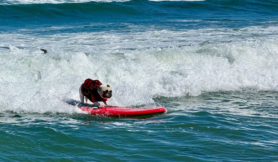 A dog catches a wave during the World Dog Surfing Championships, Saturday, Aug. 1, 2026, in Pacifica, Calif. (AP Photo/Haven Daley)