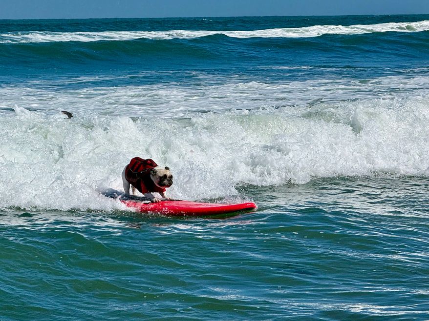 A dog catches a wave during the World Dog Surfing Championships, Saturday, Aug. 1, 2026, in Pacifica, Calif. (AP Photo/Haven Daley)