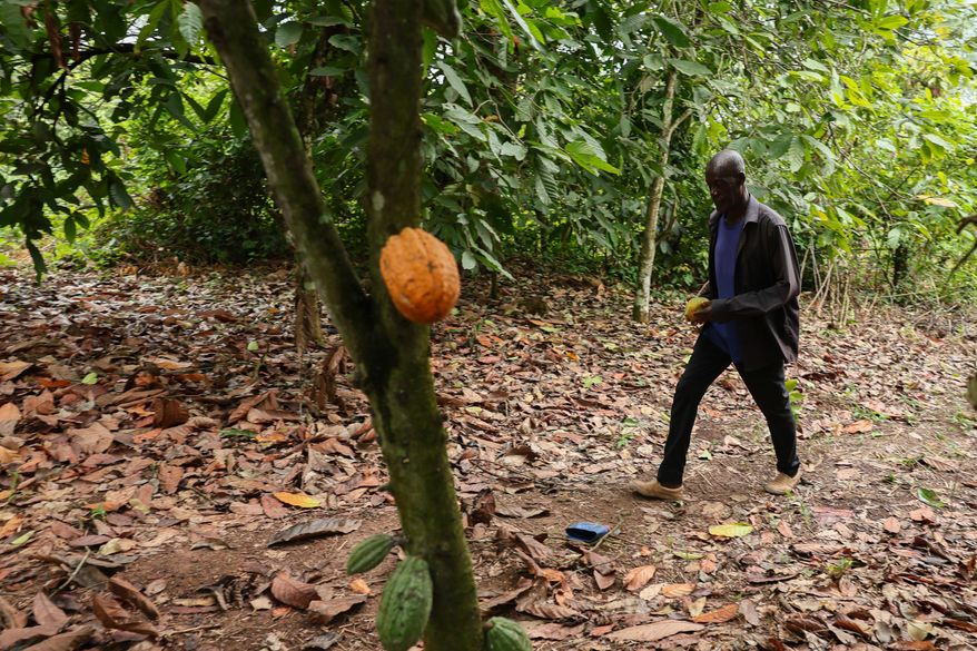 FILE - Manu Yaw Fofie, a cocoa farmer, walks through his farm in Kona, Ghana, Friday, March 6, 2026. (AP Photo/Tsraha Yaw, File)