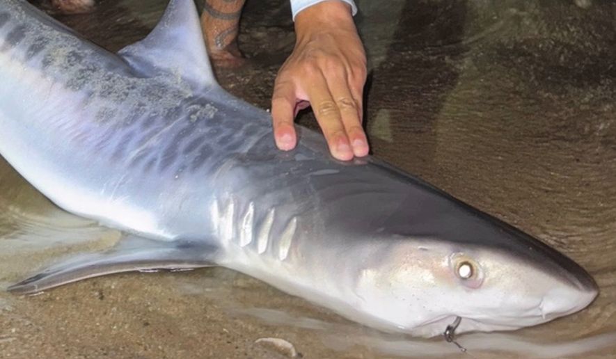This photo provided by Nelson Rouette shows his brother, Nate Rouette, holding a young tiger shark that they caught off Falmouth Mass., July 23, 2026. (Nelson Rouette via AP)
