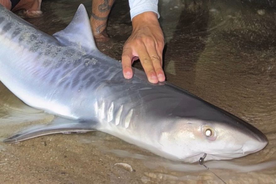 This photo provided by Nelson Rouette shows his brother, Nate Rouette, holding a young tiger shark that they caught off Falmouth Mass., July 23, 2026. (Nelson Rouette via AP)