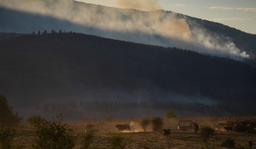 Cattle walk and graze at a ranch as the Bradley Creek wildfire burns in the distance, in Vernon, British Columbia, Monday, Aug. 3, 2026. (Darryl Dyck/The Canadian Press via AP)