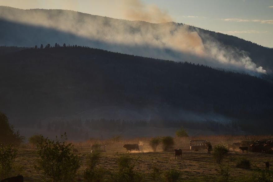 Cattle walk and graze at a ranch as the Bradley Creek wildfire burns in the distance, in Vernon, British Columbia, Monday, Aug. 3, 2026. (Darryl Dyck/The Canadian Press via AP)