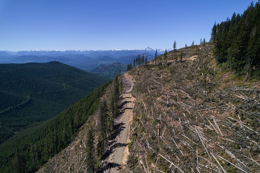 Logged trees lie in a section of the Prince of Wales Range near Campbell River, British Columbia, Sunday, May 31, 2026. (AP Photo/Annika Hammerschlag)