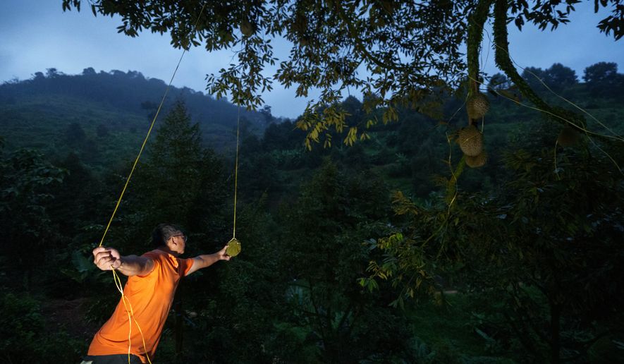 A durian harvester searches for ripe fruit in an orchard at dusk in Karak, Pahang state, Malaysia, Tuesday, June 23, 2026. (AP Photo/Vincent Thian)