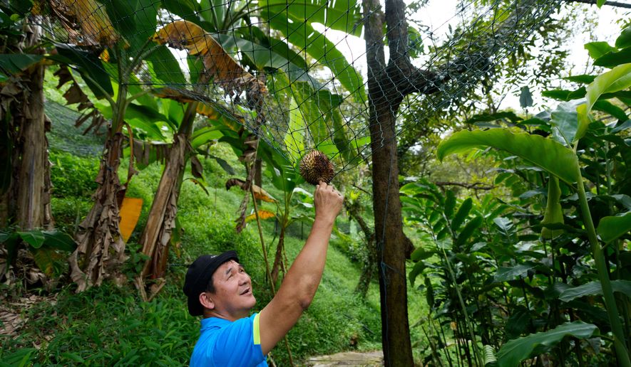 Durian farmer Kie Kim Hwa collects a durian on a net at his hillside orchard in Balik Pulau, Penang Island, Malaysia, Wednesday, June 24, 2026. (AP Photo/Vincent Thian)