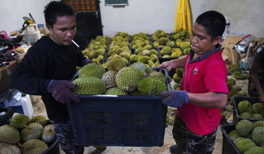 Workers carry a basket of freshly harvested durians at a farm collection point in Karak, Pahang state, Malaysia, Tuesday, June 23, 2026. (AP Photo/Vincent Thian)