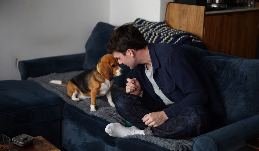 Matt Walker sits at home with Bailey, his gene-edited hypoallergenic beagle, in New York on Aug. 4, 2026. (AP Photo/Mary Conlon)