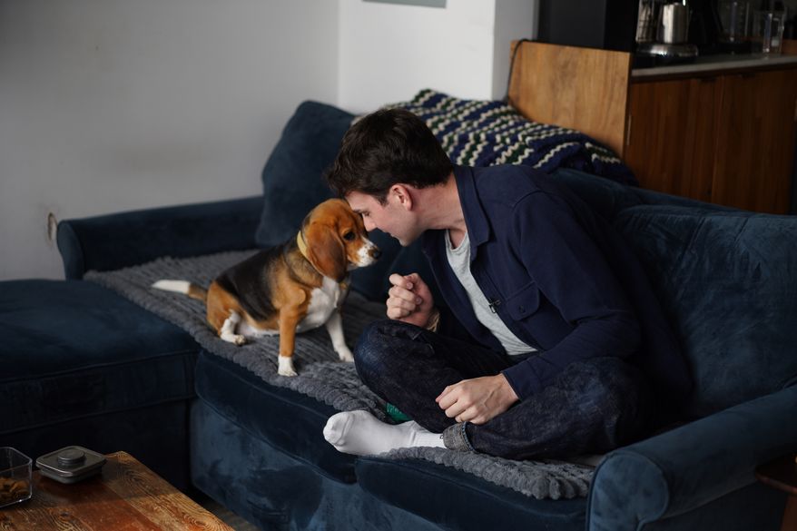 Matt Walker sits at home with Bailey, his gene-edited hypoallergenic beagle, in New York on Aug. 4, 2026. (AP Photo/Mary Conlon)