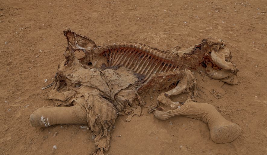 The carcass of an elephant suspected to have died from pesticide poisoning lies in the Kitenden village, on the outskirts of Amboseli National Park in Kajiado County, Kenya, Thursday, Aug. 6, 2026. (AP Photo/Andrew Kasuku)