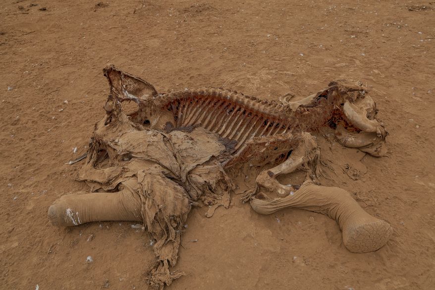 The carcass of an elephant suspected to have died from pesticide poisoning lies in the Kitenden village, on the outskirts of Amboseli National Park in Kajiado County, Kenya, Thursday, Aug. 6, 2026. (AP Photo/Andrew Kasuku)