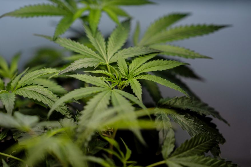 FILE - Marijuana clones are shown for sale in Santa Ana, Calif., April 23, 2026. (AP Photo/Jae C. Hong, File)