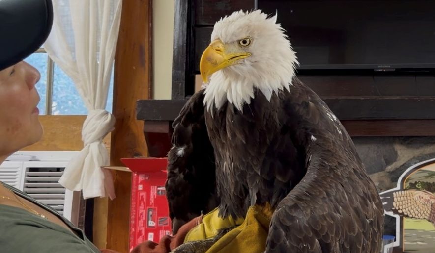 Jackie the bald eagle is examined on July 18, 2026, at the Los Angeles County Parks San Dimas Raptor Rescue Center in San Dimas, Calif. (Los Angeles County Parks San Dimas Raptor Rescue Center via AP)