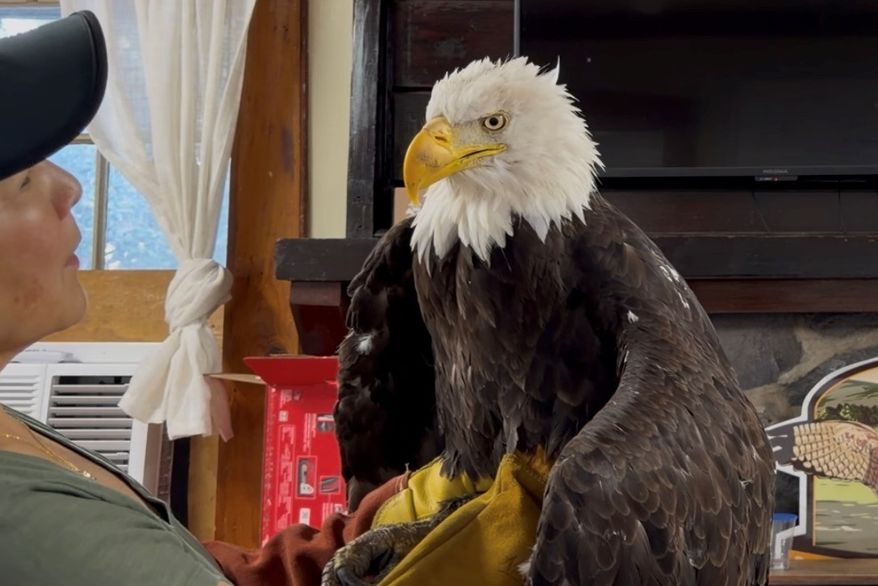 Jackie the bald eagle is examined on July 18, 2026, at the Los Angeles County Parks San Dimas Raptor Rescue Center in San Dimas, Calif. (Los Angeles County Parks San Dimas Raptor Rescue Center via AP)