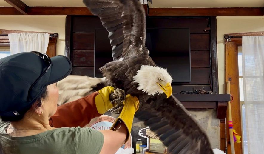 Jackie the bald eagle is examined on July 18, 2026, at the Los Angeles County Parks San Dimas Raptor Rescue Center in San Dimas, Calif. (Los Angeles County Parks San Dimas Raptor Rescue Center via AP)