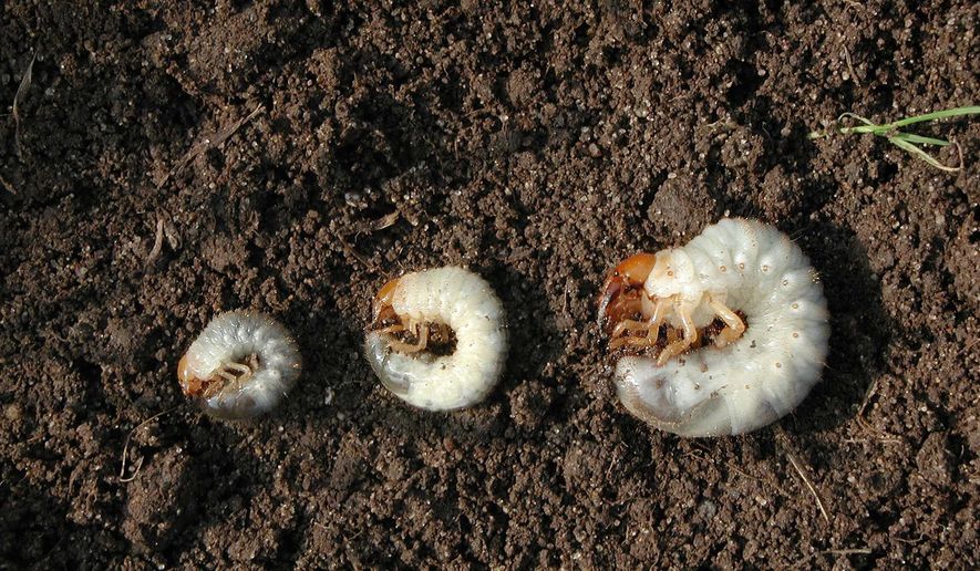 This image provided by Bugwood.org shows three species of white grubs: Japanese beetle (Popillia japonica), from left, European chafer (Amphimallon majalis) and June bug (Phyllophaga spp). (David Cappaert/Bugwood.org via AP)