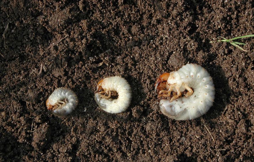 This image provided by Bugwood.org shows three species of white grubs: Japanese beetle (Popillia japonica), from left, European chafer (Amphimallon majalis) and June bug (Phyllophaga spp). (David Cappaert/Bugwood.org via AP)