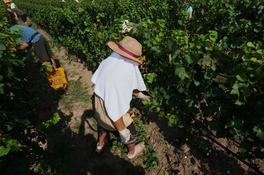 A worker picks wine grapes as he protects himself from the sun with a towel during the harvest in Corte Franca, northern Italy, Thursday, Aug. 6, 2026. (AP Photo/Antonio Calanni)