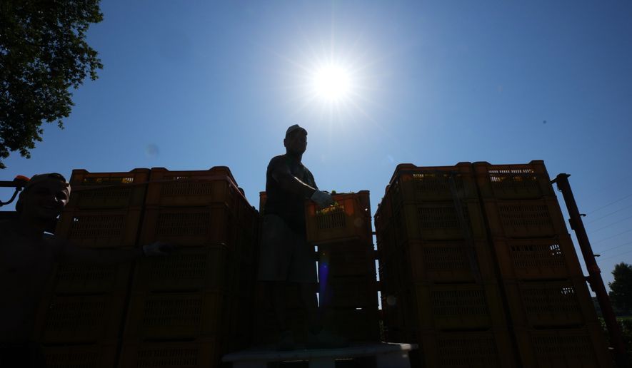 A worker unloads a crate of wine grapes on a tractor during the harvest in Corte Franca, northern Italy, Thursday, Aug. 6, 2026. (AP Photo/Antonio Calanni)