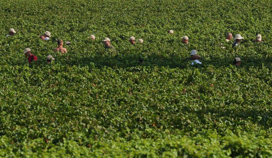 Workers pick wine grapes during the harvest in Corte Franca, northern Italy, Thursday, Aug. 6, 2026. (AP Photo/Antonio Calanni)