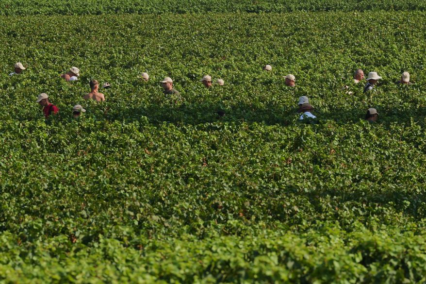 Workers pick wine grapes during the harvest in Corte Franca, northern Italy, Thursday, Aug. 6, 2026. (AP Photo/Antonio Calanni)