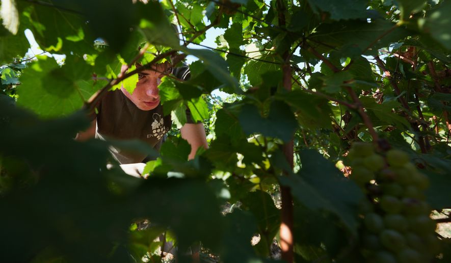 A hot worker picks wine grapes during the harvest in Corte Franca, northern Italy, Thursday, Aug. 6, 2026. (AP Photo/Antonio Calanni)