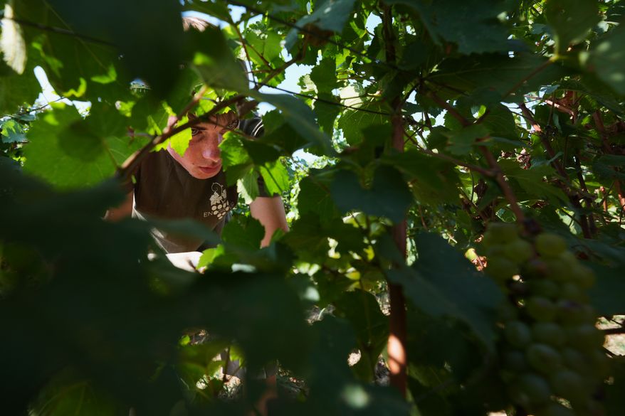 A hot worker picks wine grapes during the harvest in Corte Franca, northern Italy, Thursday, Aug. 6, 2026. (AP Photo/Antonio Calanni)