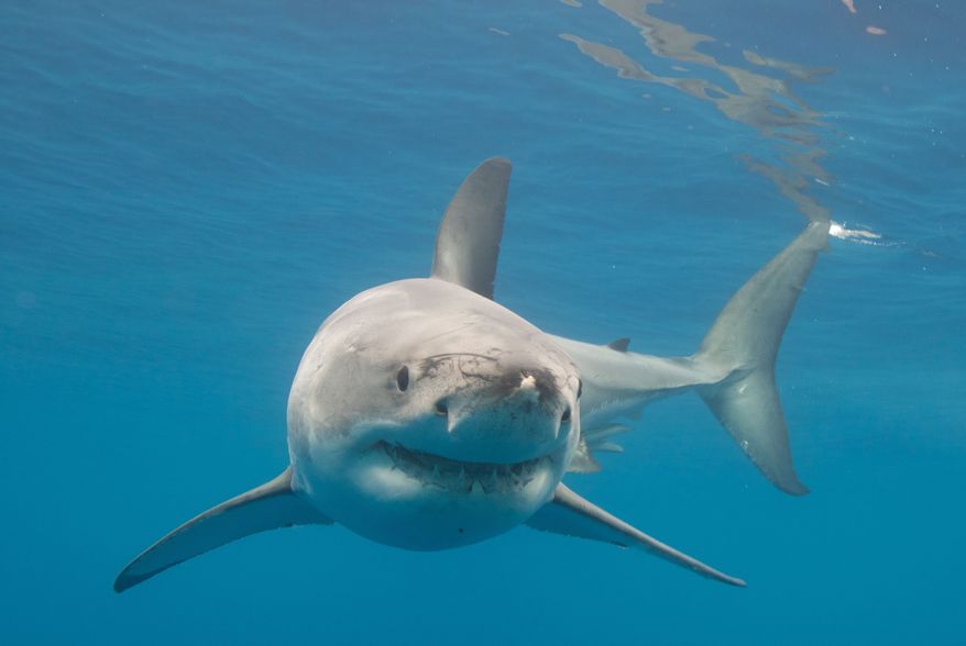 A great white shark in the water. File photo credit: Wirestock Creators via Shutterstock