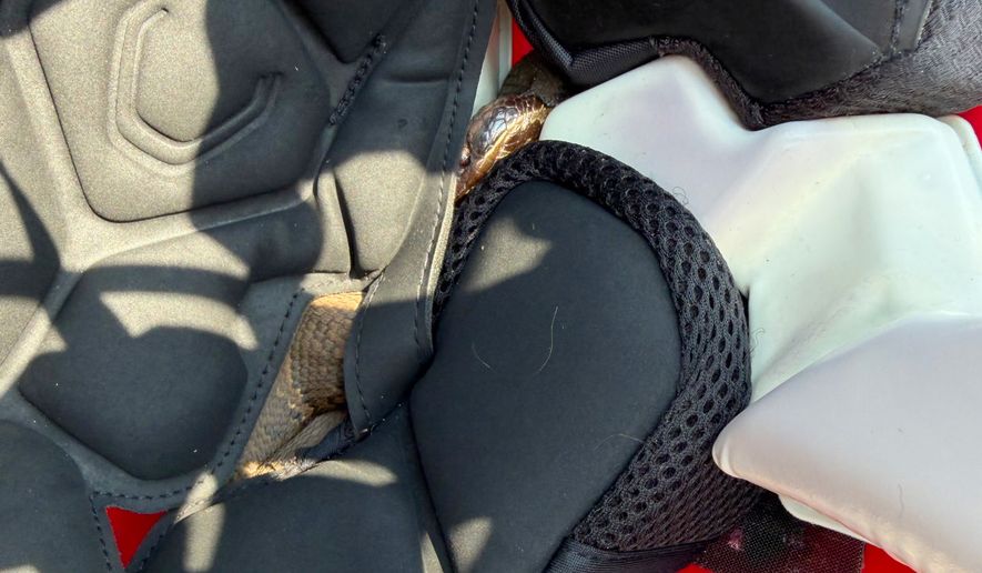 In this photo provided by Maumelle Animal Services, a snake is seen in a helmet at Maumelle High School in at Maumelle, Ar., Thursday, Aug. 6, 2026. (Maumelle Animal Services via AP)