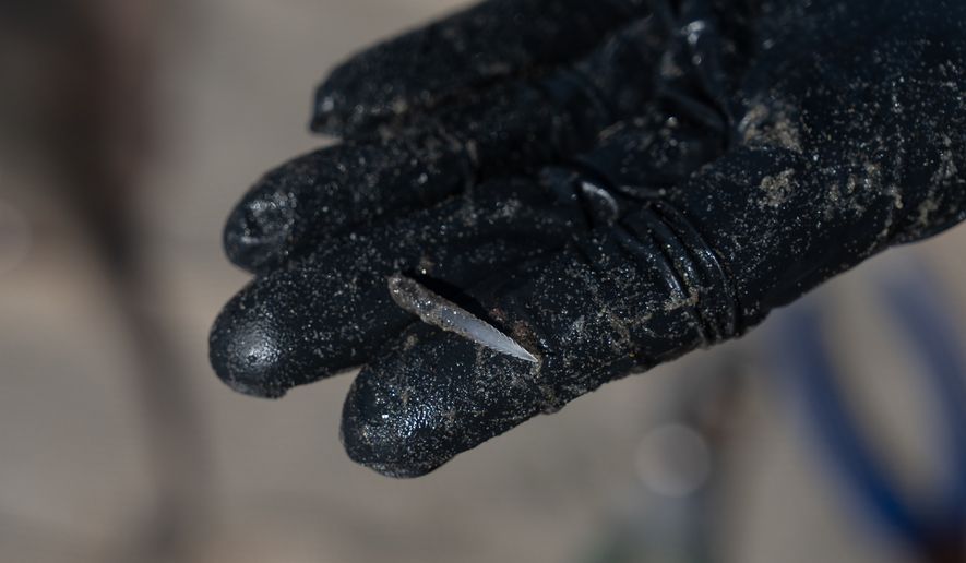 A researcher shows a barb clipped from a stingray in Seal Beach, Calif., Friday, Aug. 7, 2026. (AP Photo/Jae C. Hong)