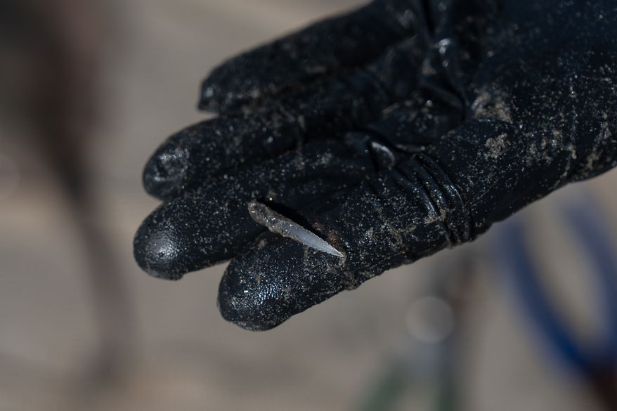 A researcher shows a barb clipped from a stingray in Seal Beach, Calif., Friday, Aug. 7, 2026. (AP Photo/Jae C. Hong)