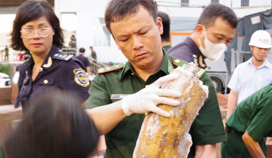 A policeman holds up a tusk, part of the 1.2-tons of trafficked ivory found concealed in a log of timber, in Quy Nhon Port in Gia Lai province, Vietnam, Aug. 12, 2026. (Nguyen Sy Thang/VNA via AP)