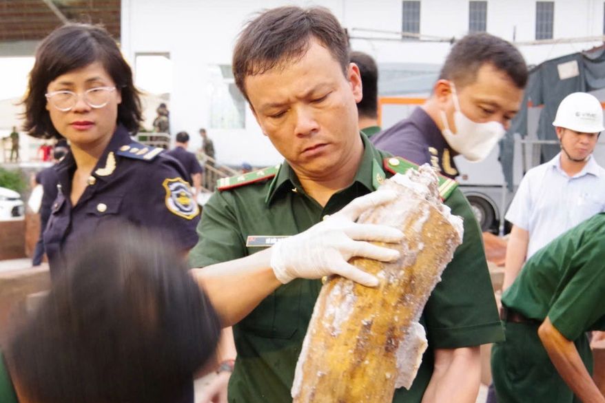 A policeman holds up a tusk, part of the 1.2-tons of trafficked ivory found concealed in a log of timber, in Quy Nhon Port in Gia Lai province, Vietnam, Aug. 12, 2026. (Nguyen Sy Thang/VNA via AP)