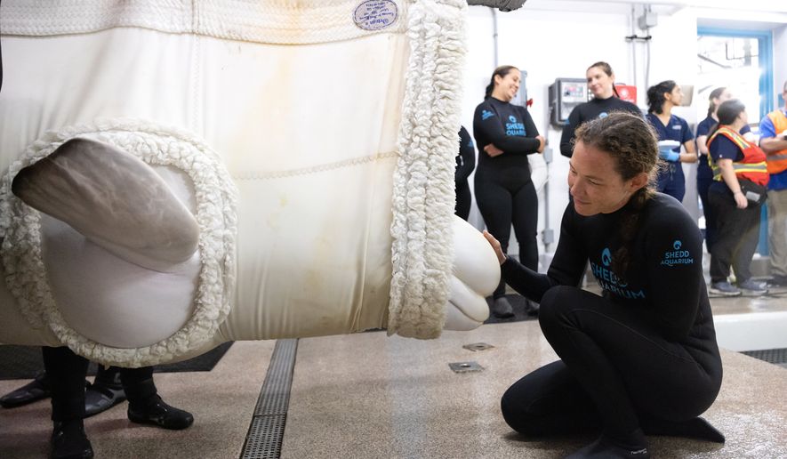 This photo provided by the Shedd Aquarium shows a rescued beluga whale arriving, Aug. 13, 2026, at the Shedd Aquarium in Chicago. (Gavin Wright/Shedd Aquarium via AP)