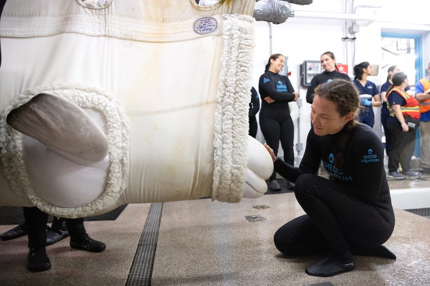 This photo provided by the Shedd Aquarium shows a rescued beluga whale arriving, Aug. 13, 2026, at the Shedd Aquarium in Chicago. (Gavin Wright/Shedd Aquarium via AP)