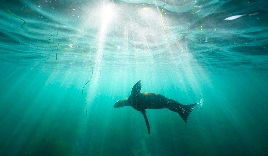 FILE- A sea lion swims over sea grass in San Diego's La Jolla Cove on Oct. 10, 2023. (AP Photo/Gregory Bull, File)