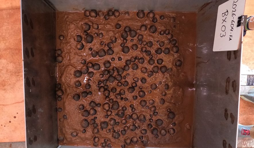 FILE - This photo provided by the U.S. Geological Survey shows polymetallic nodules in a sample from the seafloor that was collected on April 14, 2026, in U.S. waters off American Samoa. (USGS via AP, File)