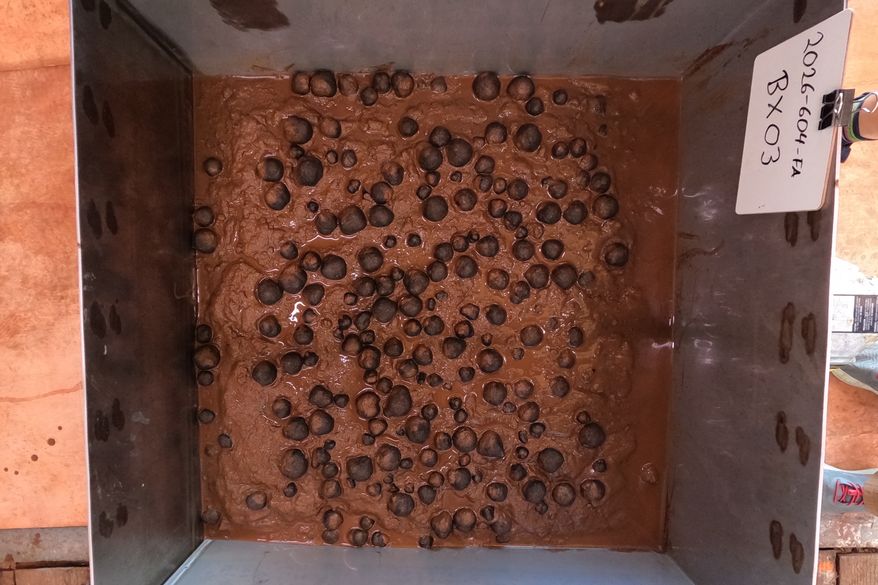 FILE - This photo provided by the U.S. Geological Survey shows polymetallic nodules in a sample from the seafloor that was collected on April 14, 2026, in U.S. waters off American Samoa. (USGS via AP, File)