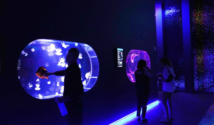 An employee cleans a display at the Jellyfish Museum, a facility that is home to about 20 unique species of jellyfish found in Florida and other parts of the world, Friday, Aug. 14, 2026, in Pompano Beach, Fla. (AP Photo/Lynne Sladky)