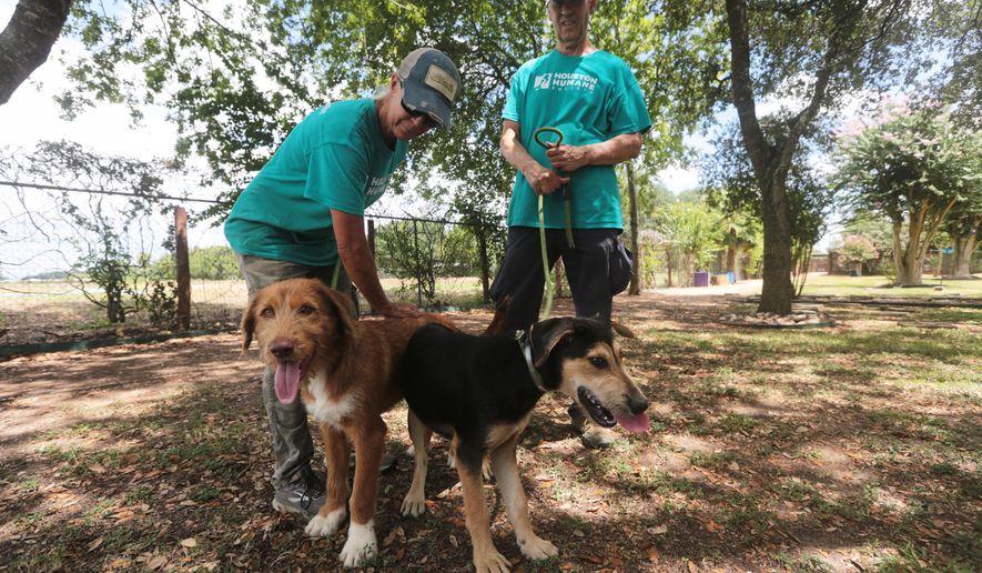 Houston Humane Society volunteers Dawn York, left, and Kent Williamson, right, walk Graphite and Shadow at the Humane Society in Houston, Friday, Aug. 14, 2026. (AP Photo/Lekan Oyekanmi)