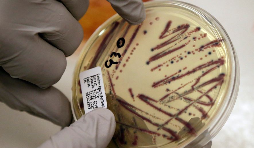 FILE - A microbiologist points out an isolated E. coli growth on an agar plate at the Washington State Department of Health, Nov. 3, 2015, in Shoreline, Wash. (AP Photo/Elaine Thompson, File)