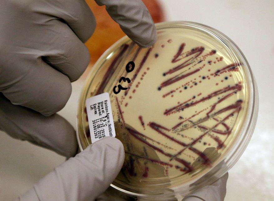 FILE - A microbiologist points out an isolated E. coli growth on an agar plate at the Washington State Department of Health, Nov. 3, 2015, in Shoreline, Wash. (AP Photo/Elaine Thompson, File)