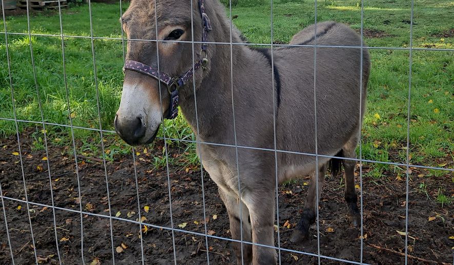 This photo released by the Cuxhaven Police Department shows a donkey named Freddy in its enclosure in Holssel near Cuxhaven, Germany, Friday, Aug. 21, 2026. (Polizei Cuxhaven via AP)