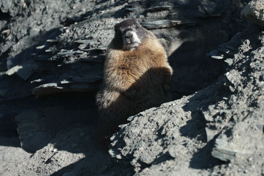 A marmot named 9 sits outside of her den Thursday, Aug. 6, 2026, in Gothic, Colo. (AP Photo/Brittany Peterson)