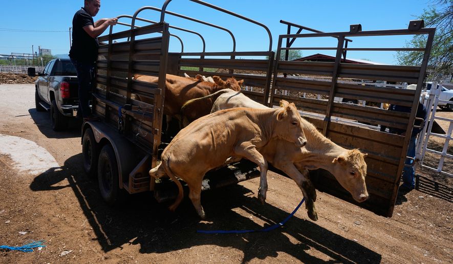 A rancher unloads calves at the pens of the regional cattle ranchers association ahead of the announced reopening of the U.S. border to Mexican cattle imports, in Hermosillo, Mexico, Monday, Aug. 17, 2026. (AP Photo/Fernando Llano)
