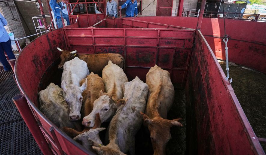 FILE - Cows are fenced in before being displayed at a cattle auction in Hermosillo, Sonora state, Mexico, on July 29, 2025. (AP Photo/Fernando Llano, File)