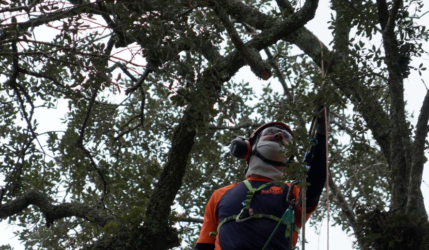 Andrew Giordano, plant and tree health care specialist, installs copper lightning rod cable in the branches of a Revolutionary War "witness tree" at the Battle of Eutaw Springs, S.C., historic site on Wednesday, Aug. 12, 2026. (AP Photo/Allen G. Breed)