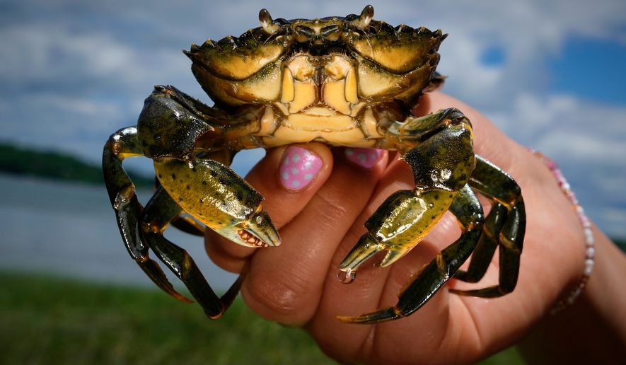 A student holds a green crab caught on the Harraseeket River, Friday, June 19, 2026, in Freeport, Maine. (AP Photo/Robert F. Bukaty)